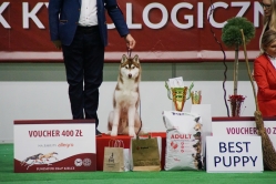 Wystawa Shelby Międzynarodowa Kielce 25.11.2023